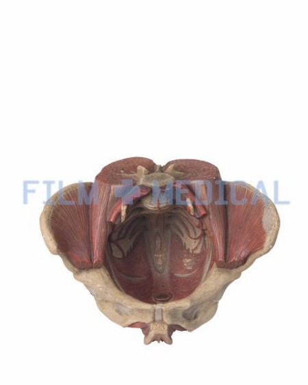 Model Pelvis 